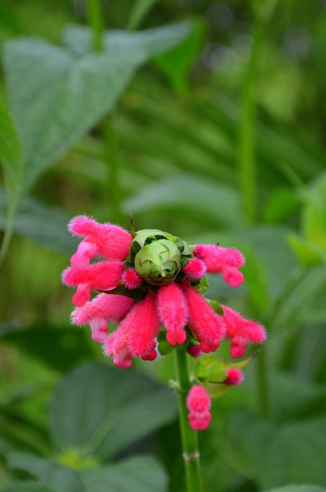 Salvia oxyphora (4)